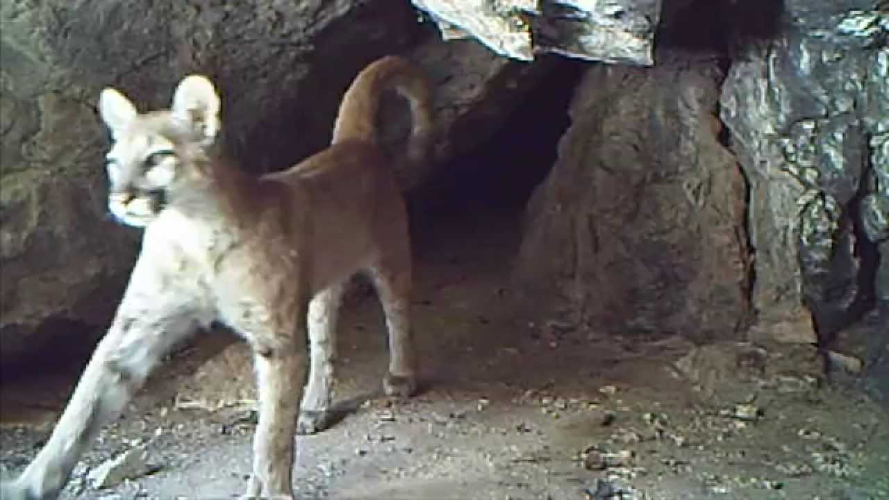 lions in a cave - YouTube