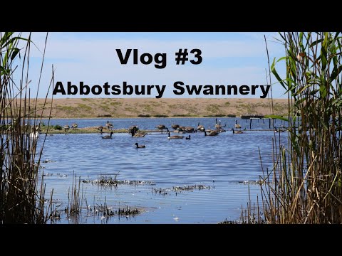 Abbotsbury Swannery - Vlog #3 - Dorset Holiday June 2022