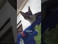 #cat #trending #viralvideo #catvideos #cute