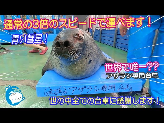 【あざらしページ②】 Seal] Blue Comet. A special cart for seals that can move at three