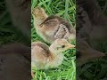 Naissance Chez Nos Paons Oiseau Paon Bebeanimal Animauxmignons Naissance Chez Nos Paons Oiseau Paon Bebeanimal Animauxmignons