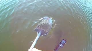 видео: С Minelab Equinox 800 в море! Первое кольцо со дна! Поиск с металлоискателем под водой! картинка: С Minelab Equinox 800 в море! Первое кольцо со дна! Поиск с металлоискателем под водой!