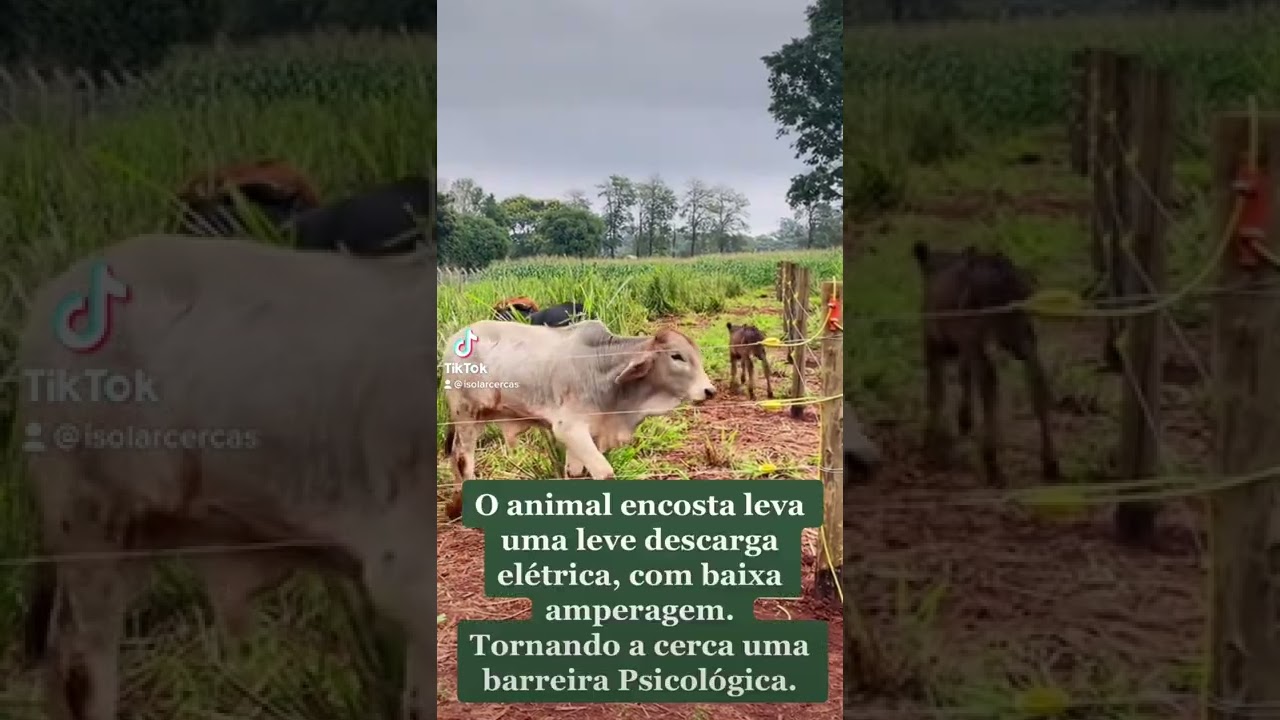 Cerca elétrica rural, baixa corrente e alta voltagem, não causa dano algum aos animais!