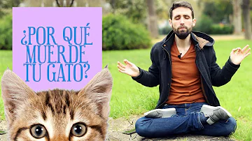 ¿Por qué les gusta morder a los gatos?