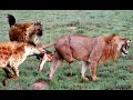 TOUGH FIGHT! LIONS ARE POWERLESS WHEN HUNGRY HYENAS GATHER IN PACK AND ATTACK VICTIM