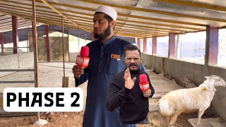 Phase 2 of The Royal Goat Farm Bangalore Palai Setup & Dumba Sheep