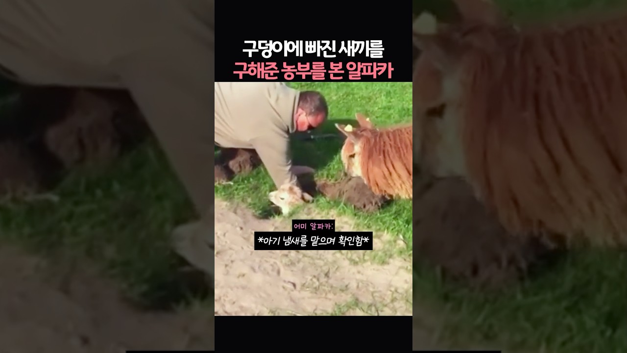 구멍에 빠진 새끼를 구해준 농부를 본 알파카