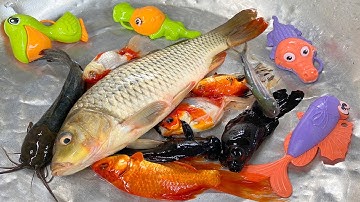 Kem Chanel đi bắt cá được cá chép, cá vàng, cua đỏ, cua vàng, cá mập, con ếch, con rắn thả bể bơi