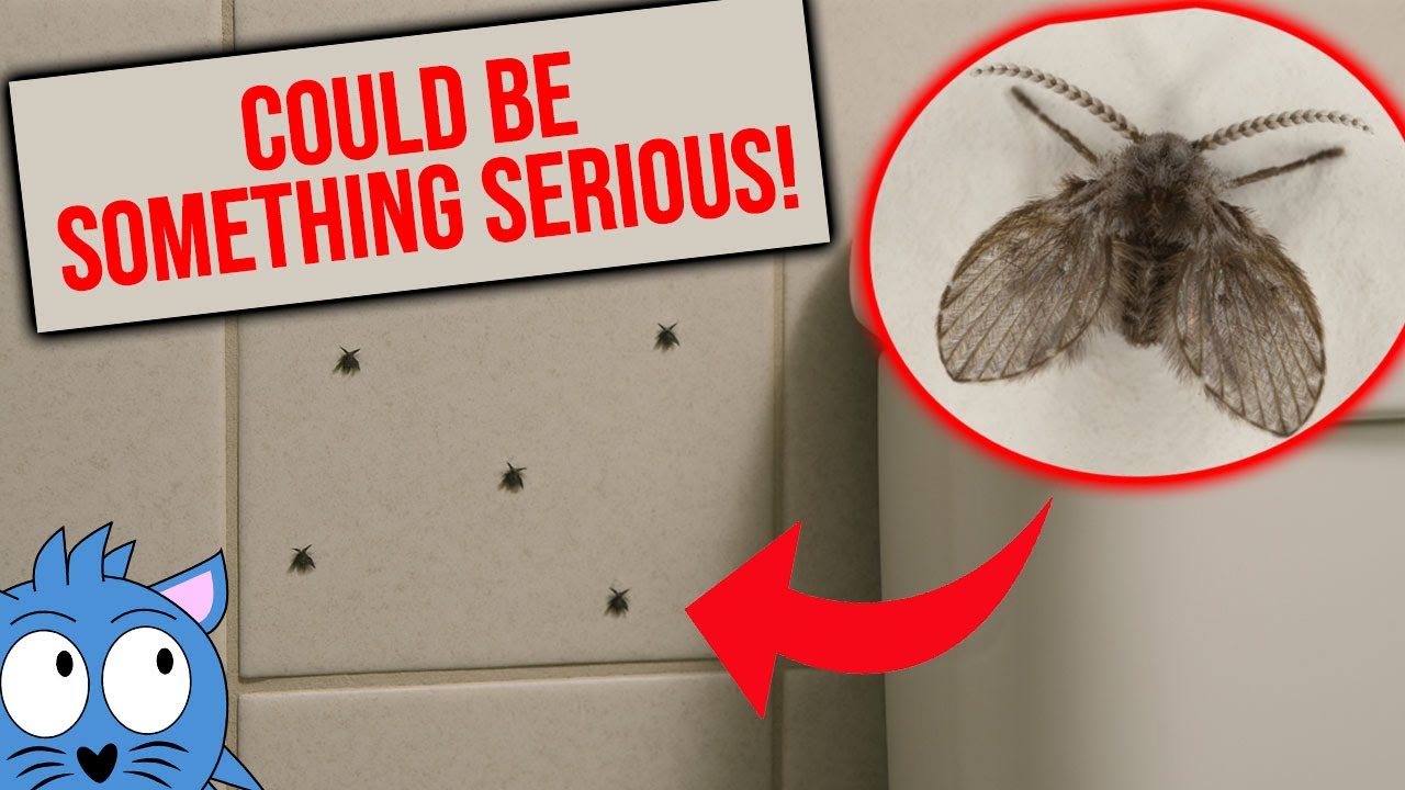 You Must Watch This If You Have These Drain Flies in Your ...