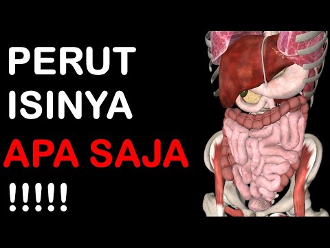 Video: Di manakah letak rongga peritoneum?