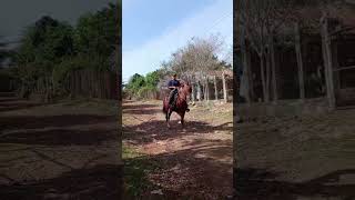 cavallo peruano