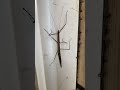 Arkansas Stick Bug