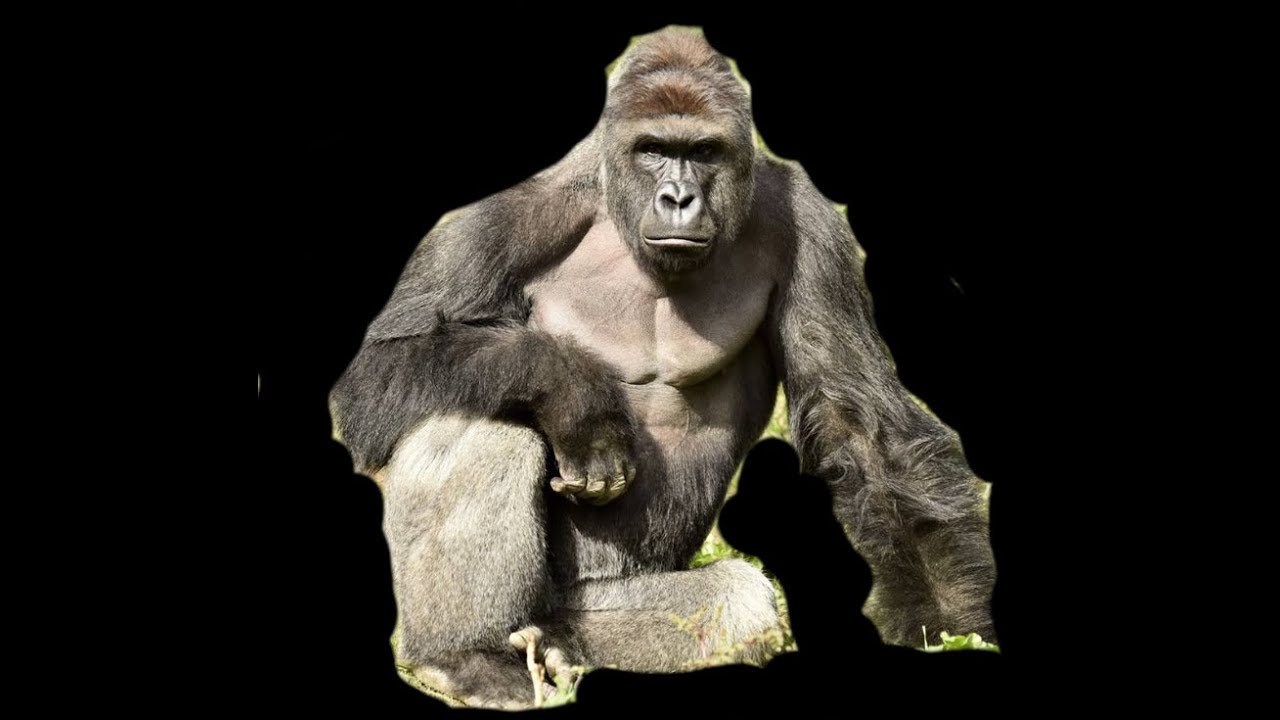 Pokemon Sun and Moon Harambe YouTube