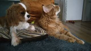 #дружбамейкунаикавалеркинга Мейн Кун и Кавалер Кинг .Дружба собаки и кошки.