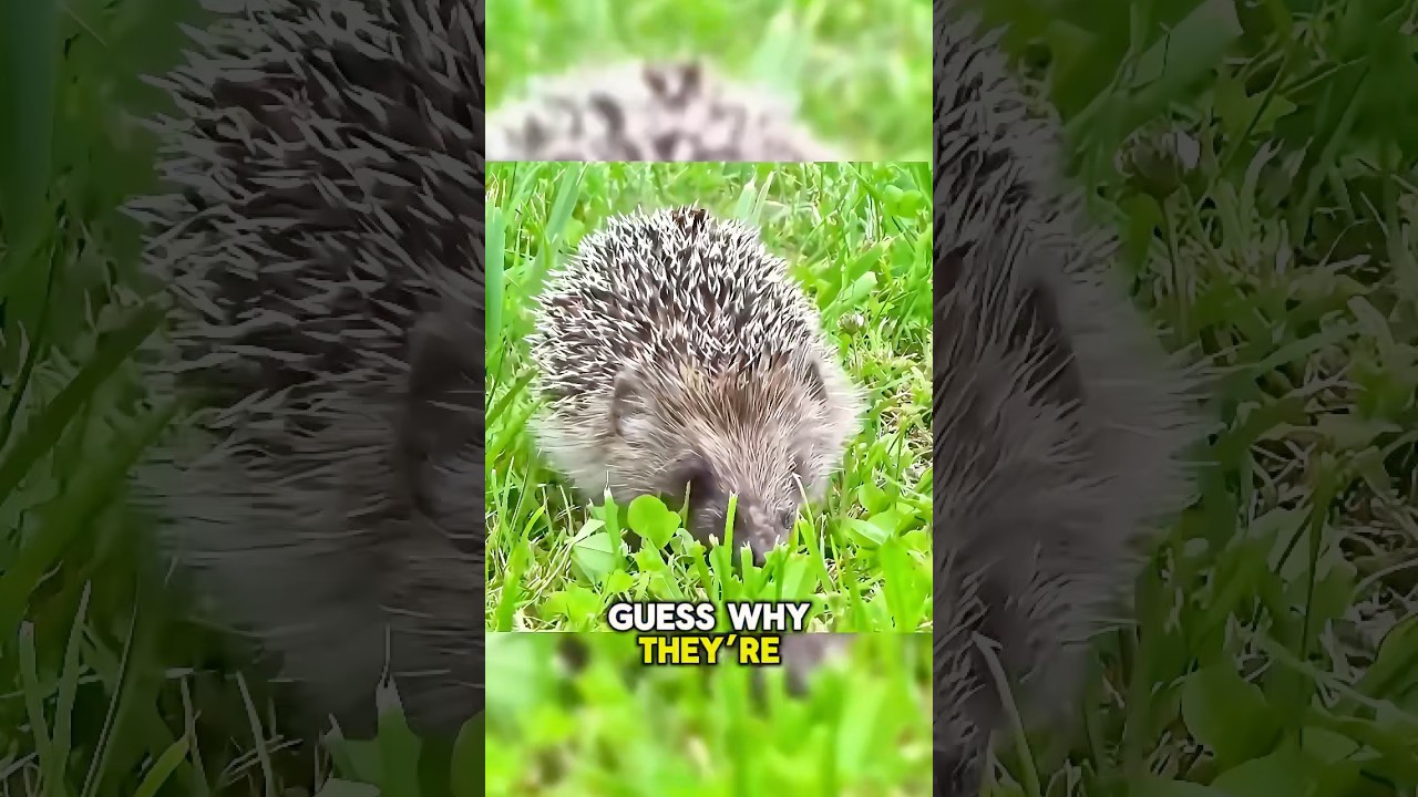 Why Four-Toed Hedgehogs Are Escape Artists! 