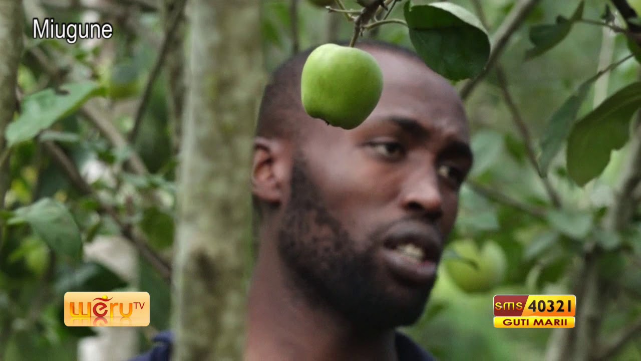 MURIMI CARURUKU (Apple farming Ep 49 Part 1)