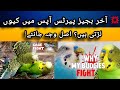 Budgies Parrot Fight Reason &amp; Solution / how to stop Austrelian Parrot Fight / Finches Paradise 