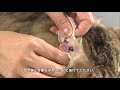 動物病院併設トリミングサロンのトリマーによる「愛猫の耳掃除動画（長毛猫）」