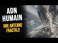 NOTRE ADN EST-IL UNE ANTENNE ?