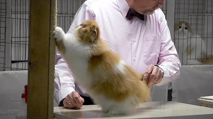 Video 1457111: persians cfa kitten, persian cat kitten white, bicolor persian kitten, red persian kitten, persian kitten show, cfa international cat show