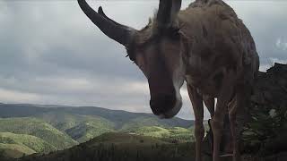 Pronghorn up close and personal! * Sound on! Watch to the end to hear a pronghorn breathing.*