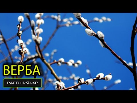 Ива плакучая или Верба (Salix alba)