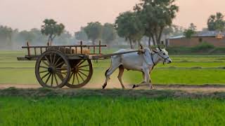 Traditional Rice Farming Village Life