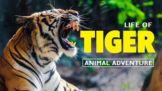 The Secret Life of Tigers: Rare Footage Reveals the Hidden World of These Majestic Cats