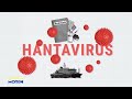 Hantavirus: l'Europa è pronta ad affrontare nuove minacce sanitarie?