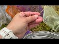 How to harvest Canada Honewort (Cryptotaenia canadensis) seeds