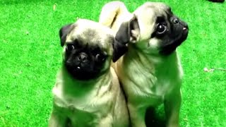 Two Cute Pug Puppy by Super Puppy 47 views 8 years ago 1 minute, 45 seconds