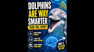 Dolphins Are Smarter Than You Think — Part 1
