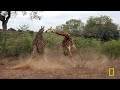 Elephant Rampage! (Full Episode) | Animal Fight Night | Nat Geo Animals