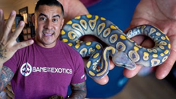 Our Top HOLD BACKS! These Snakes Are Unreal !