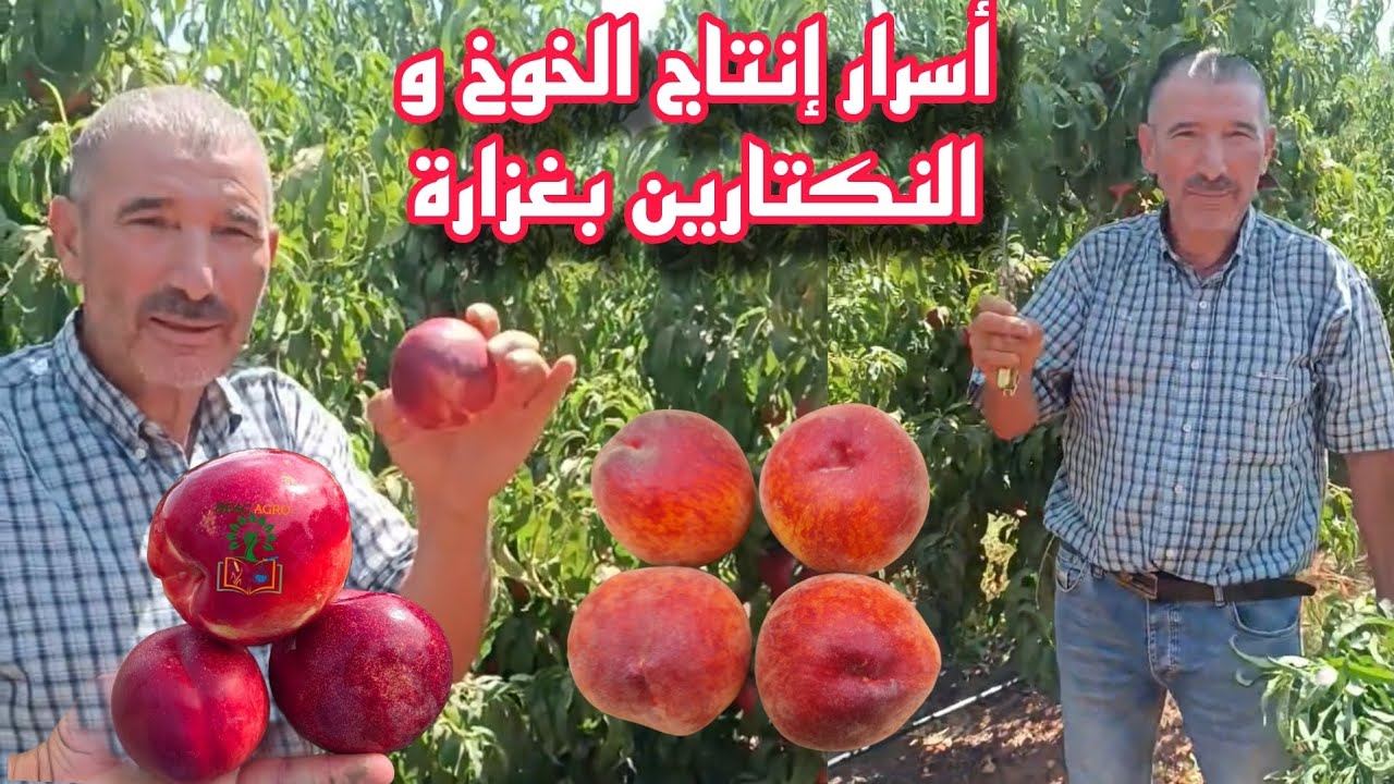 اسرار إنتاج أشجار الخوخ و النكتارين بغزارة le secret de pêche et nectarine