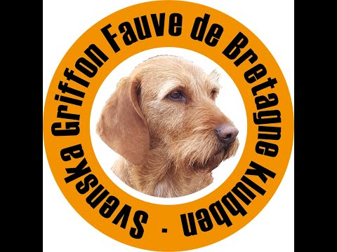 Griffon Fauve De Bretagne - Sickan spårar rådjur