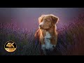 Голоса и звуки домашних животных 4K Ultra HD
