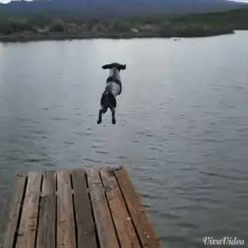 Bird Dog