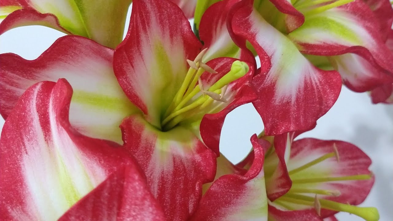 como fazer flor amarílis sem frizador passo a passo