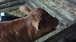 Наши бычки, как чувствует себя корова. #жизньвдеревне #деревенскаяжизнь #деревенскийканал
