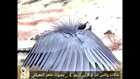 حالات واتس اب 《 قران كريم 》 بصوت ماهر المعيقلي{ " وربك يخلق ما يشاء..."} صوت جميل ♥️