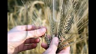 صنف القمح سدس 14 عالي الإنتاجية