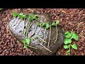 Growing JASMINE (cuttings)= Pikake = Jasminum Sambac