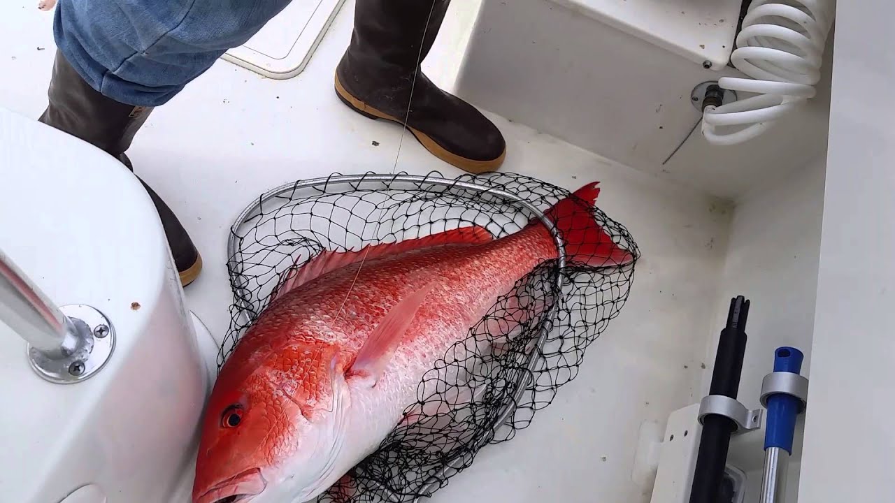 Huge Red Snapper caught off Daytona Beach - YouTube