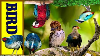 Parrots And Birds Real Sounds &amp; Relaxing Nature