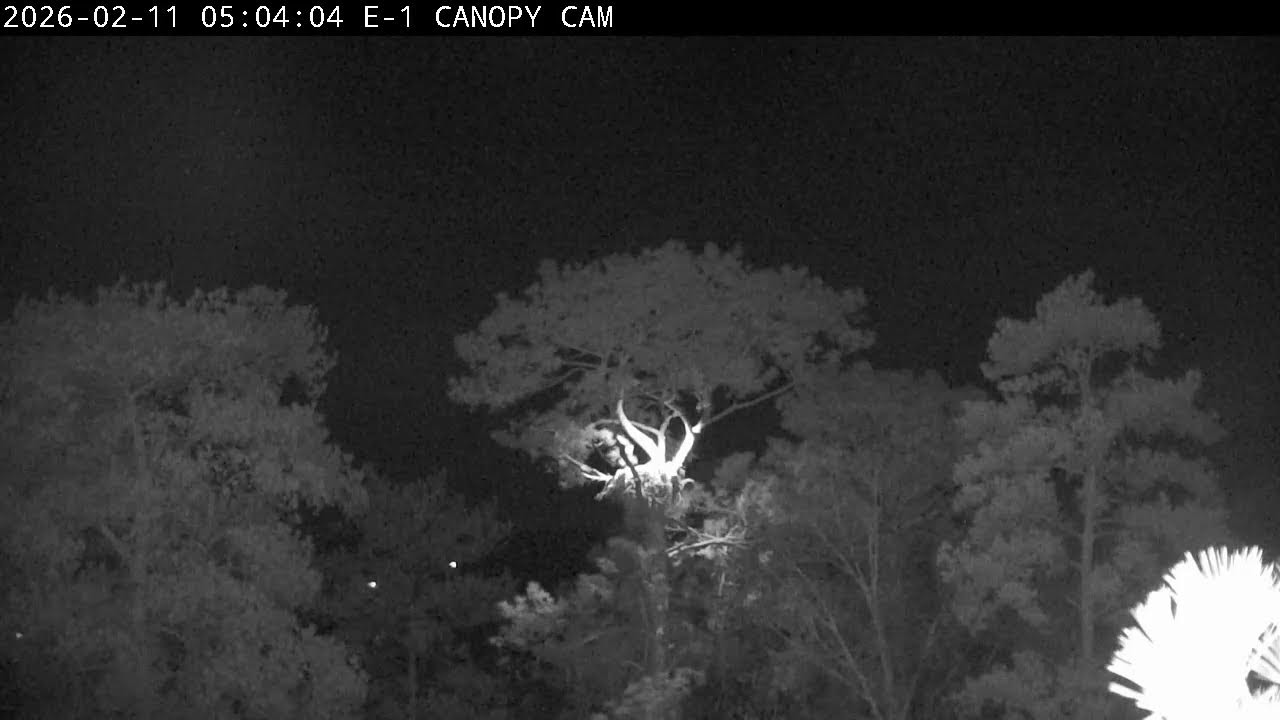 Kisatchie National Forest E-1 Canopy cam, Louis II and Anna II.