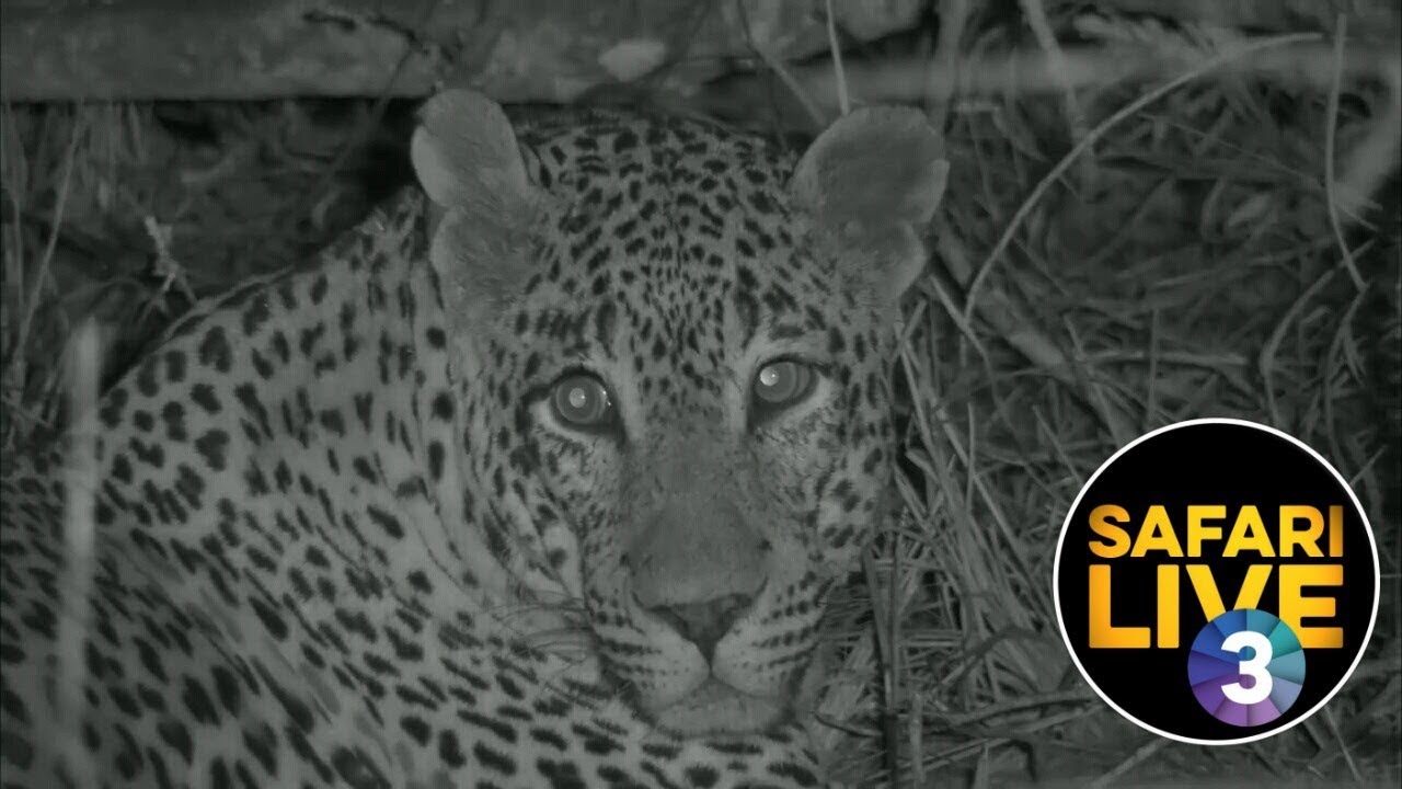 SafariLIVE On SABC 3 S1 Episode 1 YouTube