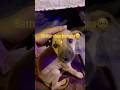 🐾🥹better than humans⁉️ #dog #animals #cat #shortvideo #youtubeshorts