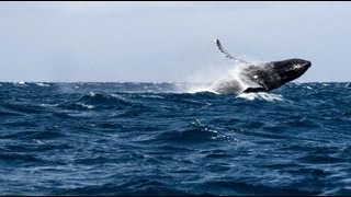 Whale Watching in Puerto Lopez, Ecuador