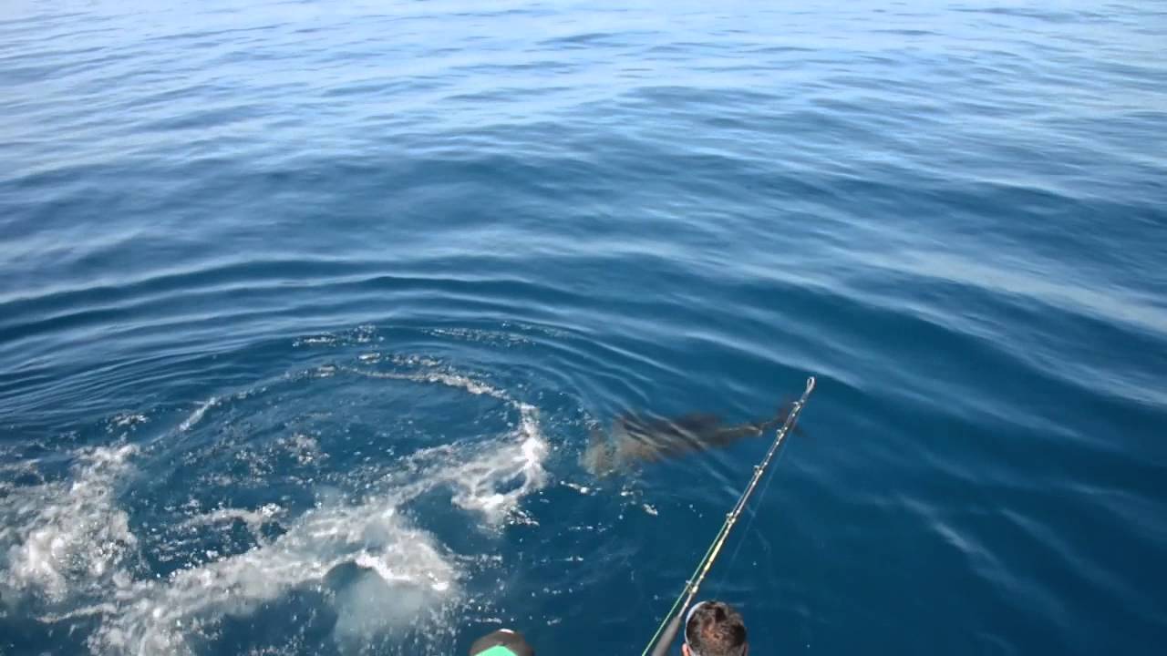 Deep Sea Fishing in Quepos, Costa Rica YouTube